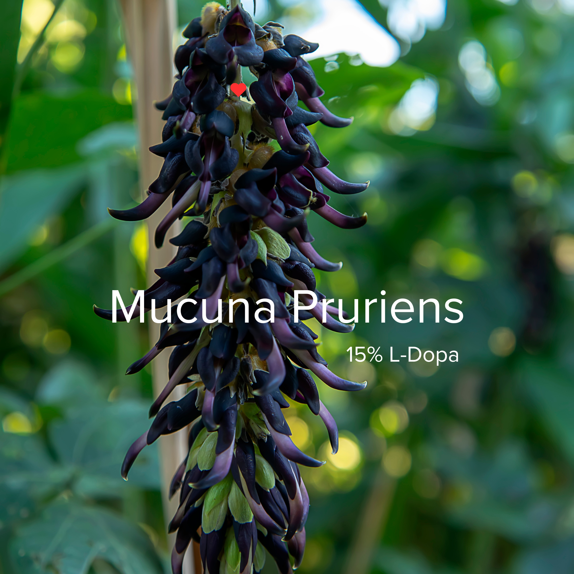 FOCUS Flow-State - Coffee Additive (5 Sachet Pack)