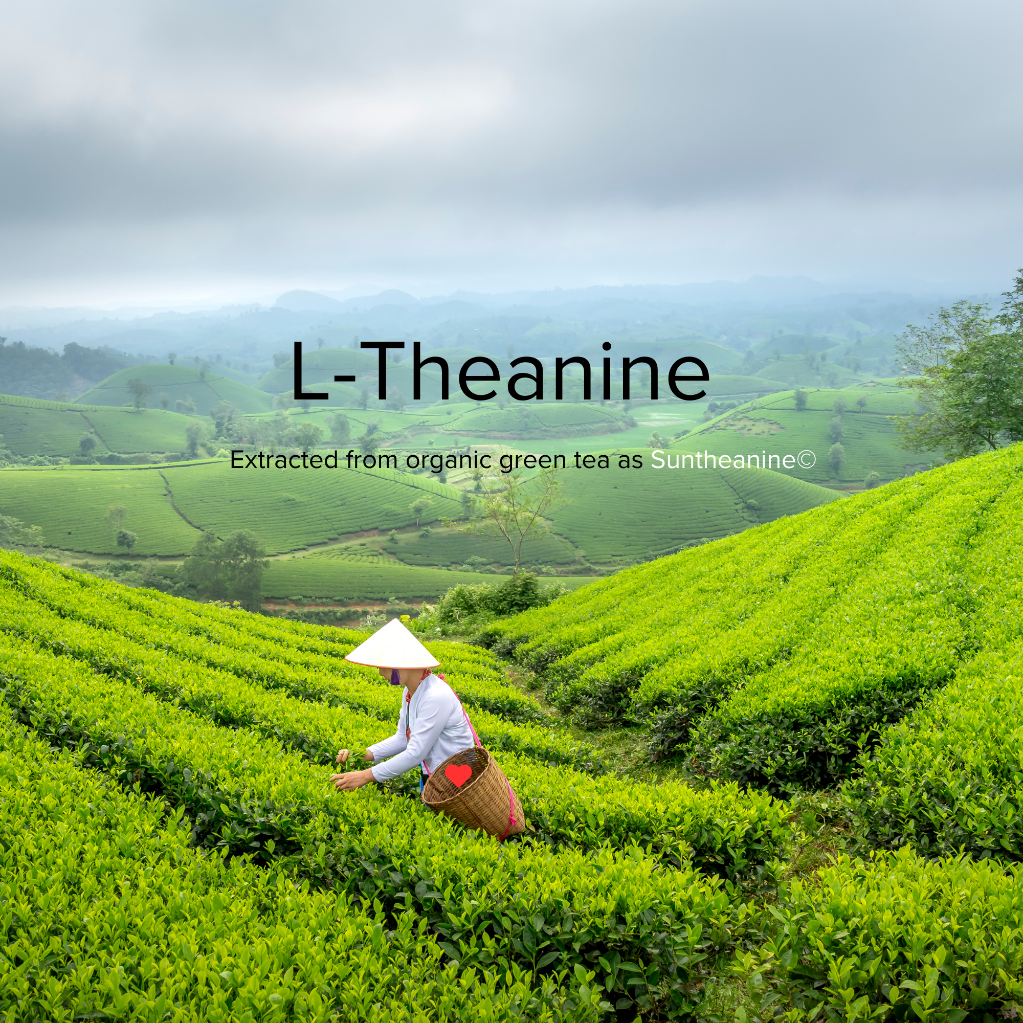 FOCUS Flow-State - Coffee Additive (5 Sachet Pack)